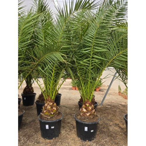 Phoenix canariensis 70 lt -5*/-8*
